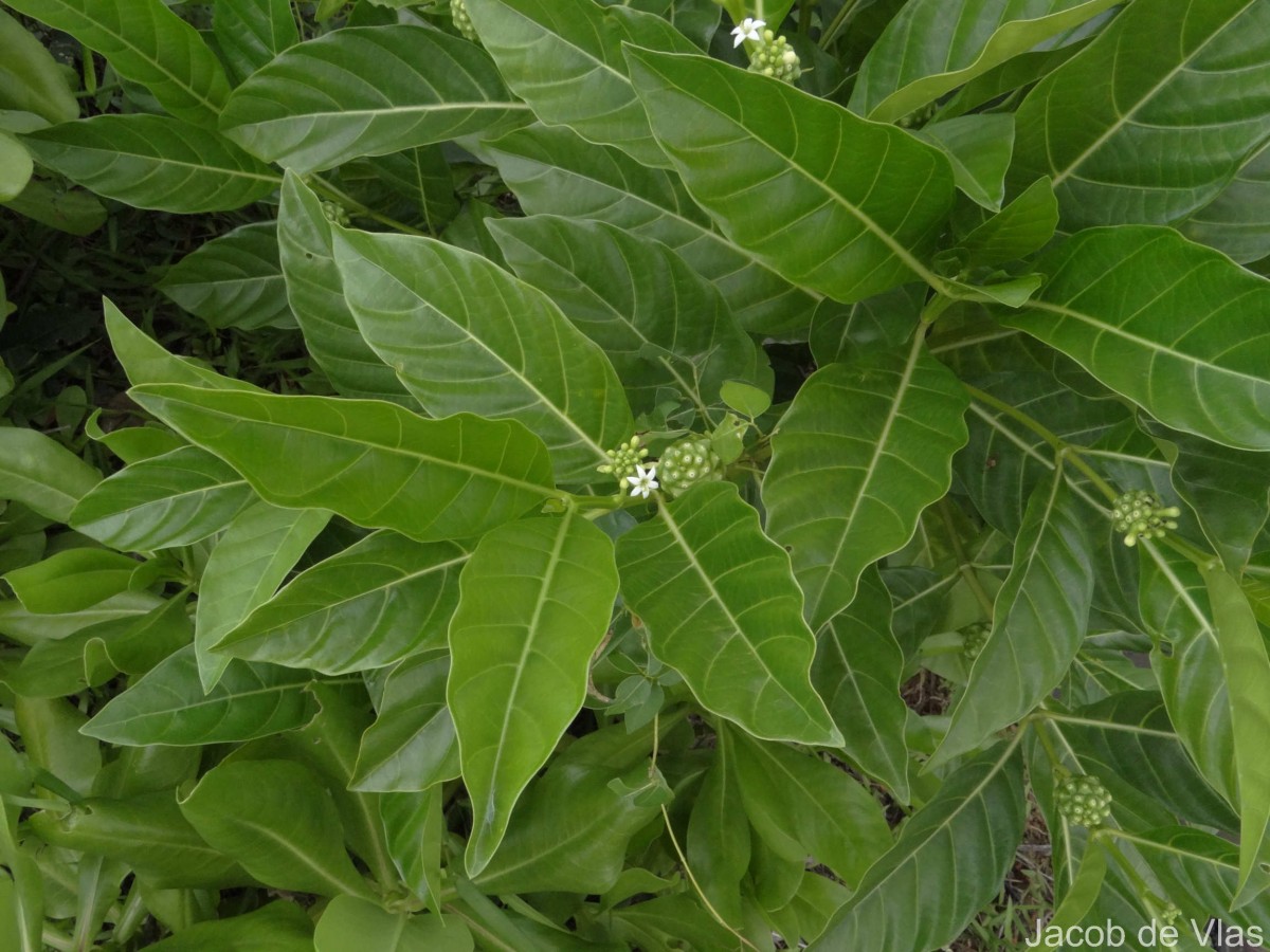 Morinda citrifolia L.
